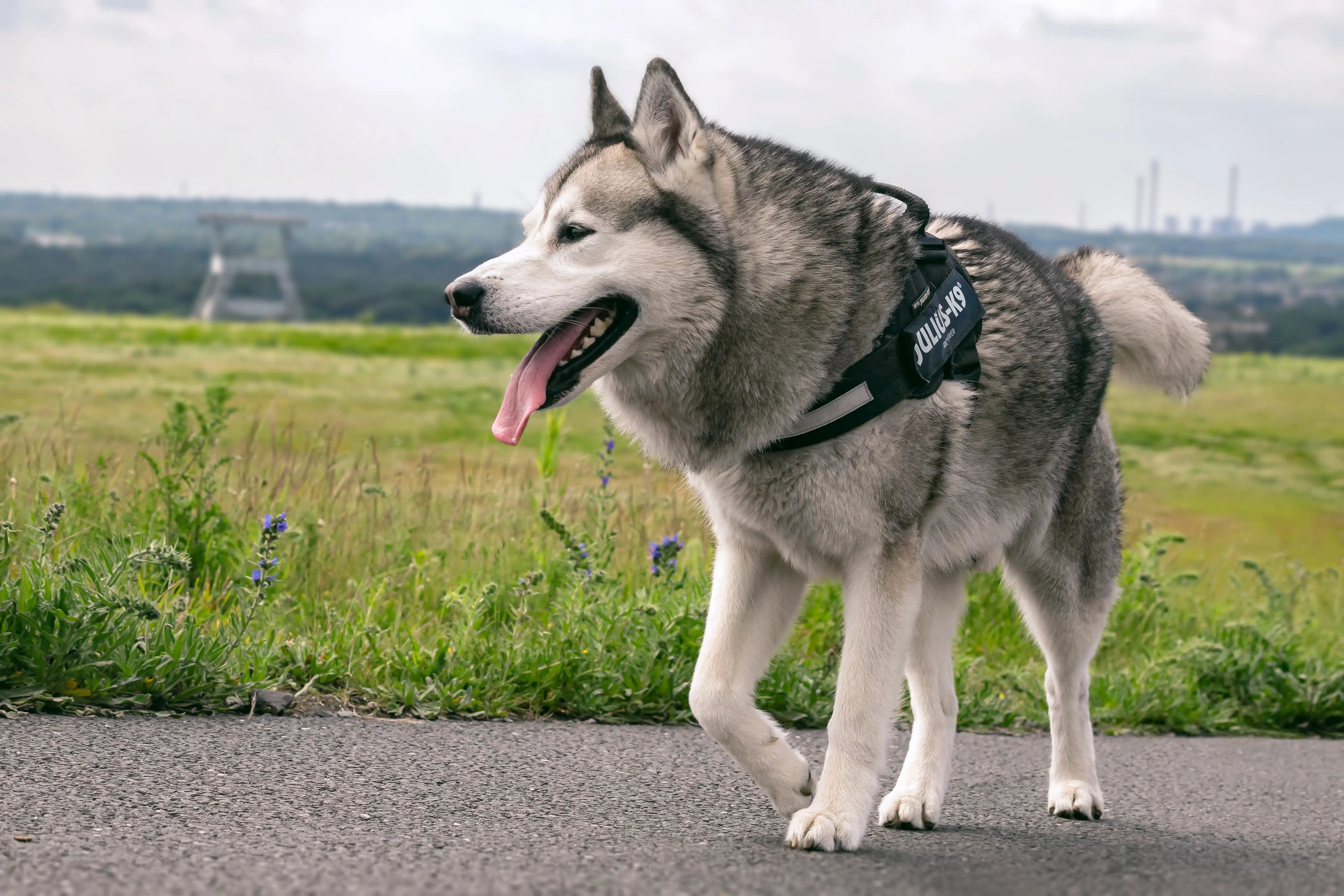 hund